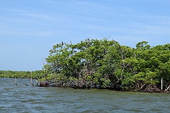 Pelicans and cormorants high in the mangrove trees