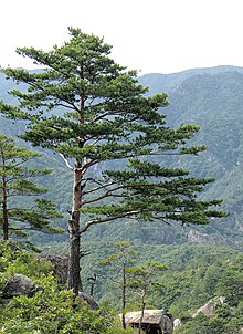 a coniferous tree in North Korea