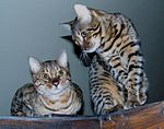 Zwei männliche Bengalkatzen