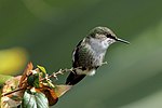 Vervain hummingbird Mellisuga minima