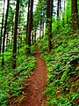The trail on Wind Mountain passing through Douglas fir and swordfern