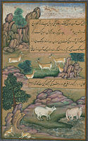 Animals of Hindustan small deer and cows called gīnī, Walters