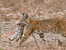 Bobcat wlaking with a dead rabbit hanging from its mouth