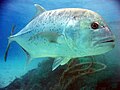 Image 18Giant trevally are great gamefish found in Indo-Pacific tropical waters. They are powerful apex predators in most of their habitats, hunting both individually and in schools. (from Coastal fish)