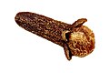 Dried clove bud