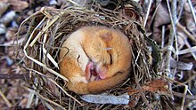 In ihrem Nest zusammengerollte schlafende Haselmaus