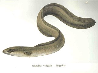 Mature silver-stage European eels migrate back to the ocean
