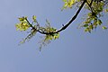 Sektion Melioides: Weiß-Esche (Fraxinus americana) in Blüte