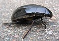 Great silver water beetle (Hydrophilus piceus)