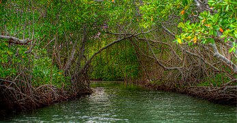 Guánica mangroves