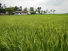 A rice field in Bulacan
