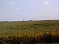 Wheat field near Temerin