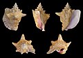 Five views of a shell of Lobatus gigas, a species in the family Strombidae