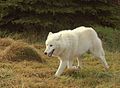 Greenland wolf Canis lupus orion grønland ulv