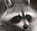 Image 12 Common Raccoon Photo credit: Darkone The Common Raccoon (Procyon lotor) is a widespread, medium-sized, omnivorous mammal of North America. It has black facial colorings around the eyes, and has a bushy tail with light and dark alternating rings. The coat is a mixture of gray, brown, and black fur. The characteristic eye colorings make the animal look like it is wearing a "bandit's mask," which has enhanced the animal's reputation for mischief, vandalism, and thievery. More selected pictures