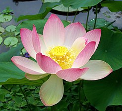 Lotus blossom (Nelumbo nucifera)