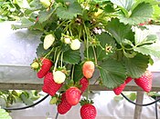 Garden strawberries grown hydroponically