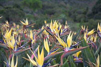 'Mandela's Gold', Kirstenbosch National Botanical Garden, Cape Town