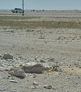 A dhub (Uromastyx aegyptia) near its burrow in Al Kharrara
