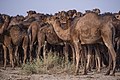 Camels in Kavir National Park