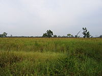 Grassland of Kaziranga National Park