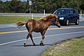 Image 13A feral Chincoteague Pony on Assateague Island on Maryland's Atlantic coastal islands (from Maryland)
