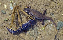 Dorsal view of a male (bright blue, left) courting a female (mottled grey, right) in a shallow pond