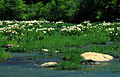Image 3A stand of Cahaba lilies (Hymenocallis coronaria) in the Cahaba River, within the Cahaba River National Wildlife Refuge (from Alabama)