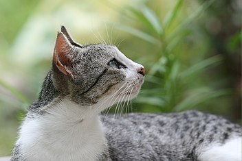 An image of Domestic cat felis catus