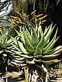 Aloe marlothii (flat-flowered aloe)