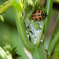 A ladybird preying on mealybugs