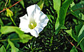 Close-up of a hedge bindweed flower (Calystegia sepium)