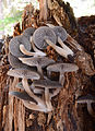 Mycena overholtsii, by Noah Siegel, US Forest Service