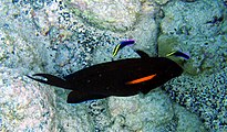 Orangespot surgeonfish, Acanthurus olivaceus, being cleaned by two Hawaiian cleaner wrasse, Labroides phthirophagus
