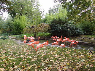Flamingos in the Jardin des Plantes