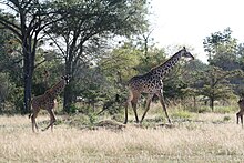 grassland with large trees and giraffes