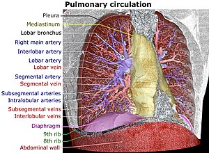 Volume rendering of the thorax, with the pulmonary circulation