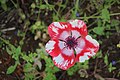 Red and white anemone