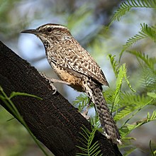 Adult cactus wren perched in a honey mesquite tree