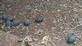 Dromaius novaehollandiae eggs from the Snake Park parassinikadavu