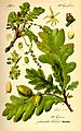 Image 43Buds, leaves, flowers and fruit of oak (Quercus robur) (from Tree)