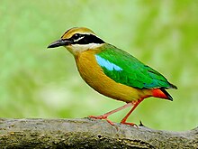 A buff and green bird stands on a branch