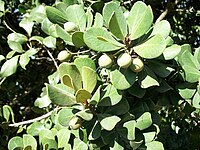 Green fruit and foliage.
