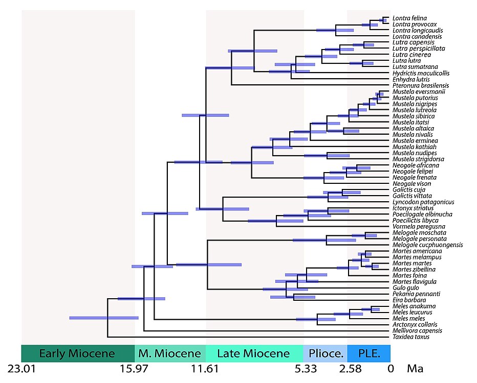 Time-calibrated tree of Mustelidae showing divergence times between lineages. Split times include: 28.8 million years (Ma) for mustelids vs. procyonids; 17.8 Ma for Taxidiinae; 15.5 Ma for Mellivorinae; 14.8 Ma for Melinae; 14.0 Ma for Guloninae + Helictidinae; 11.5 Ma for Guloninae + Naquinae vs. Helictidinae; 12.0 Ma for Ictonychinae; 11.6 Ma for Lutrinae vs. Mustelinae.[4]