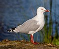 Red-billed gull