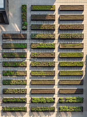 Rows of planters at a roof garden at Essex Crossing, New York City