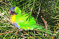 Australian rainbow lorikeet (subspecies of rainbow lorikeet)