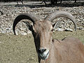 Barbary sheep at the Wildlife Ranch in San Antonio