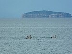 Pelikane vor der Insel Golem Grad