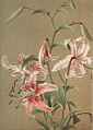 Japan Lily